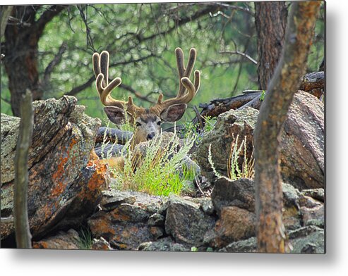 Deer Metal Print featuring the photograph Blending In by Shane Bechler