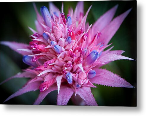 America Metal Print featuring the photograph Blooming Bromeliad by John Wadleigh