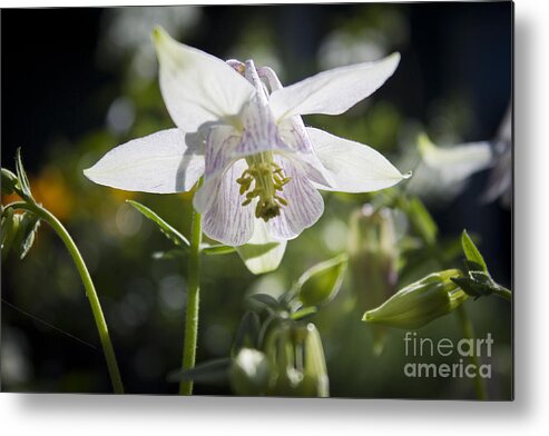 Columbine Metal Print featuring the photograph Blooming Columbine by Brad Marzolf Photography
