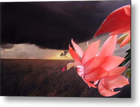 Christmas Metal Print featuring the photograph Blooms Against Tornado by KATIE Vigil