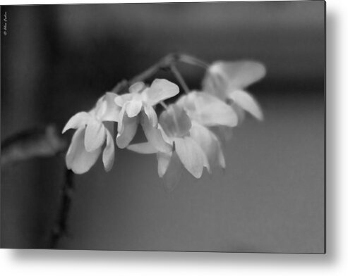B&w Metal Print featuring the photograph Blossoms by Alexander Fedin