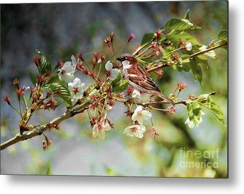 Bird Metal Print featuring the photograph Blossoms and Sparrow by Elaine Manley