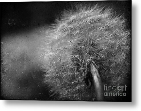 Dandelion Metal Print featuring the photograph Blow Me Away by Terry Rowe