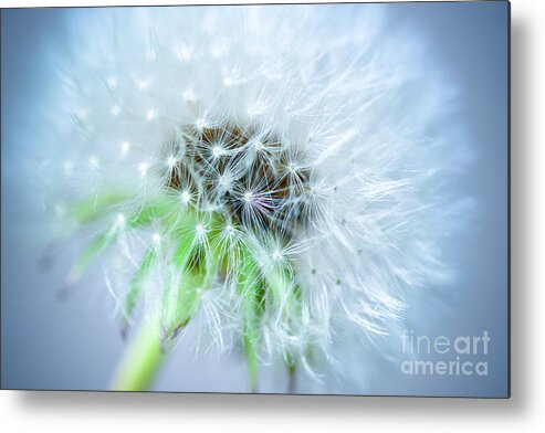 Blossom Metal Print featuring the photograph Blowball - blue by Hannes Cmarits