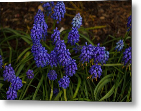 Bluebell Metal Print featuring the photograph Blue Bells by Tikvah's Hope