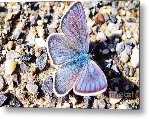 Butterfly Metal Print featuring the photograph Blue butterfly on gravel by Karin Ravasio