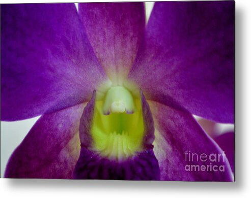 Orchid Metal Print featuring the photograph Blue Charm X Aridang Blue Orchid - 2 by Mary Deal