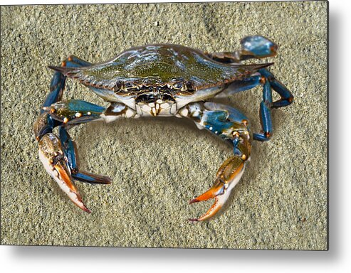 Blue Crab Metal Print featuring the photograph Blue Crab Confrontation by Sandi OReilly