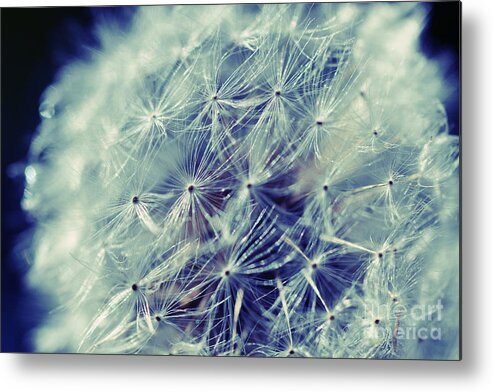 Dandelion Metal Print featuring the photograph Blue Dandy by Mindy Bench