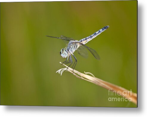 Dragonfly Metal Print featuring the photograph Blue Dasher on the edge by Bryan Keil