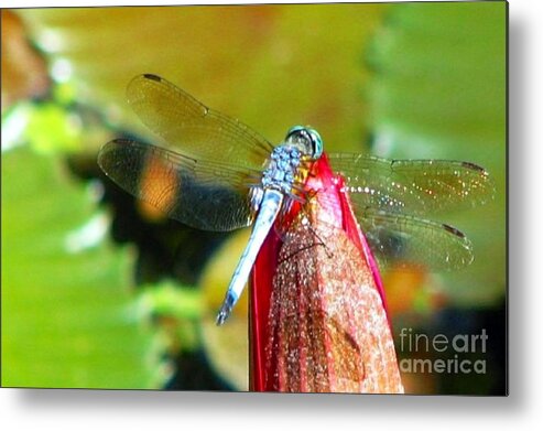 Dragonfly Metal Print featuring the photograph Blue Dragonfly Macro by Anita Lewis