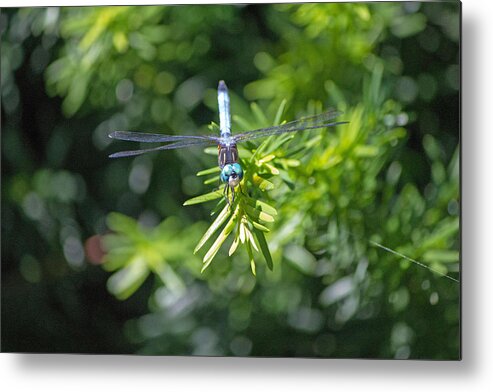 Blue Dragonfly Metal Print featuring the photograph Blue dragonfly by Susan Jensen