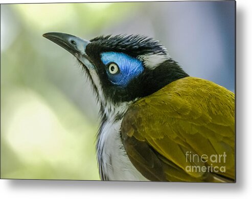 Blue-faced Metal Print featuring the photograph Blue-faced Honeyeater 1 by Al Andersen