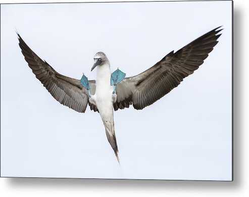 531680 Metal Print featuring the photograph Blue-footed Booby Landing Galapagos by Tui De Roy