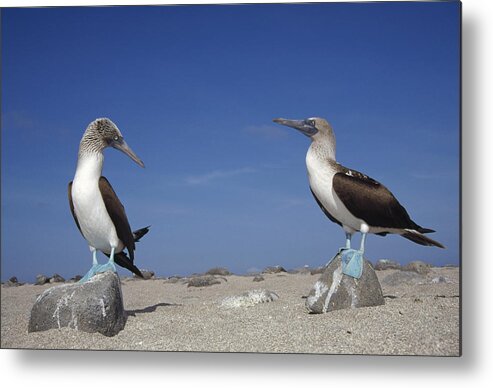 Feb0514 Metal Print featuring the photograph Blue-footed Booby Pair Galapagos Islands by Tui De Roy