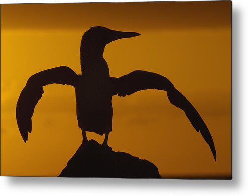 Feb0514 Metal Print featuring the photograph Blue-footed Booby Stretching Galapagos by Pete Oxford