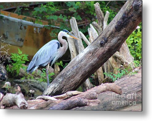 Heron Metal Print featuring the photograph Blue Heron by Andre Turner