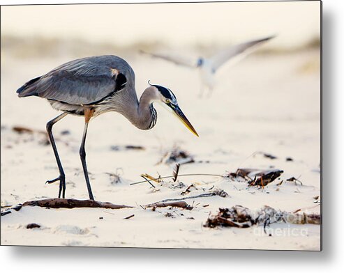 Bird Metal Print featuring the photograph Blue Heron at the Beach by Joan McCool