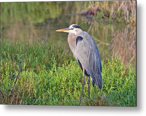 Heron Metal Print featuring the photograph Blue Heron by Charles Aitken