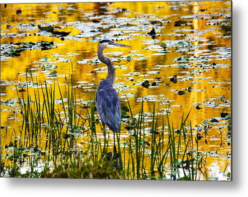 Blue Heron Metal Print featuring the photograph Blue Heron In A Golden Pond by Marina Kojukhova