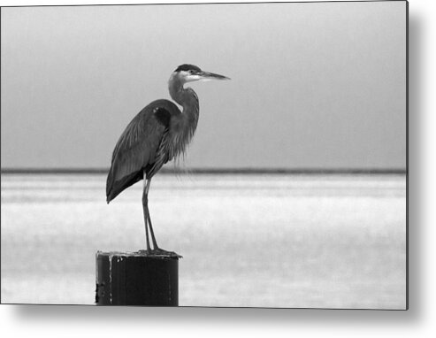 Birds Metal Print featuring the photograph Blue Heron on Post by Paul Ross