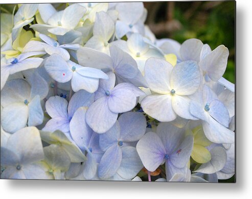 Flower Metal Print featuring the photograph Blue Hydrangea Flowers by Amy Fose