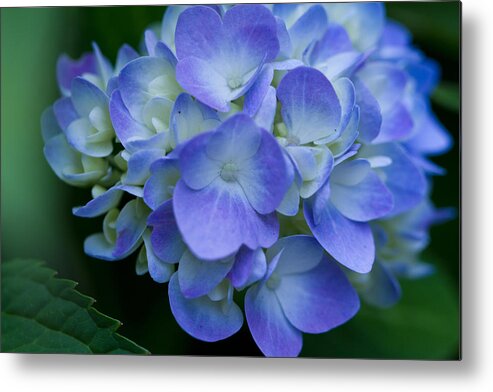Blue Metal Print featuring the photograph Blue Hydrangea by John Hoey