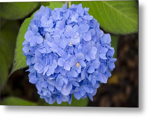 Blue Metal Print featuring the photograph Blue Hydrangea by Maureen E Ritter