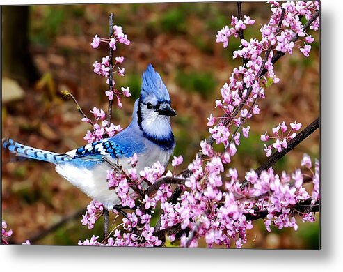 Birds Metal Print featuring the photograph Blue Jay in the Pink by Randall Branham