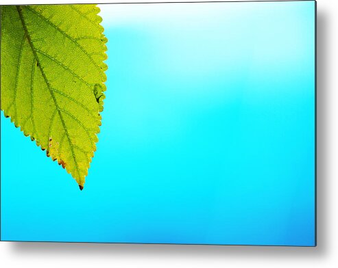 Green Leaf Metal Print featuring the photograph Blue Lagoon by Prakash Ghai