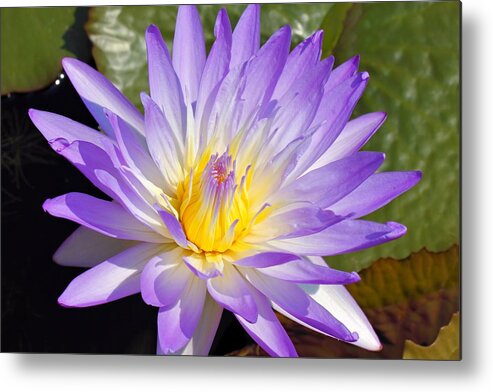 Water Lily Metal Print featuring the photograph Blue Lily by Katherine White