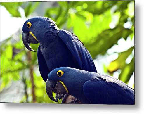 Macaw Metal Print featuring the photograph Blue Macaws by Ray Sandusky / Brentwood, Tn