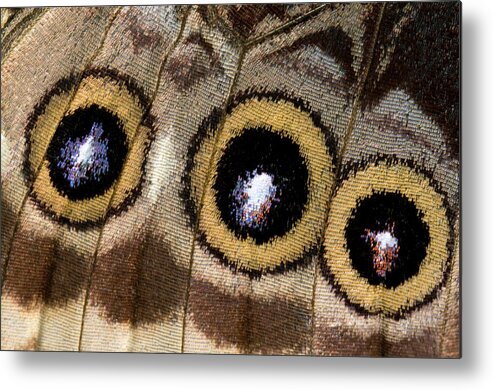 Insect Metal Print featuring the photograph Blue Morpho Butterfly Underwing Abstract by Nigel Downer