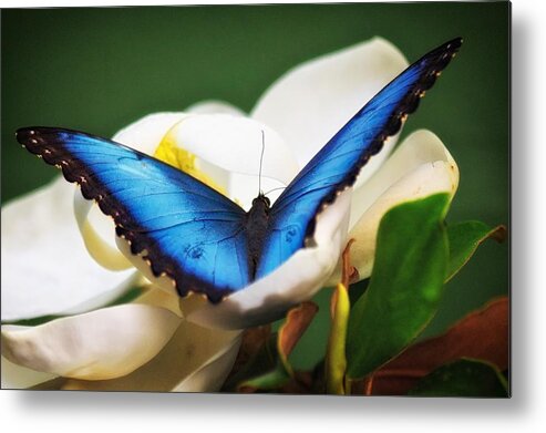 Butterfly Metal Print featuring the photograph Blue Morpho in Flower by Joseph Urbaszewski