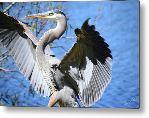great Blue Heron Metal Print featuring the photograph Blue on Blue by Susan Molnar