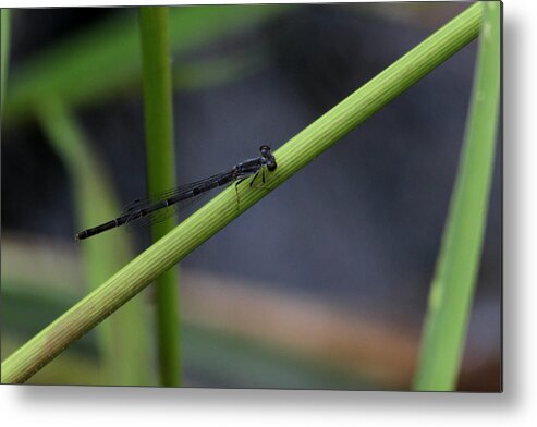 Dragon Metal Print featuring the photograph Blue Rod by Reid Callaway