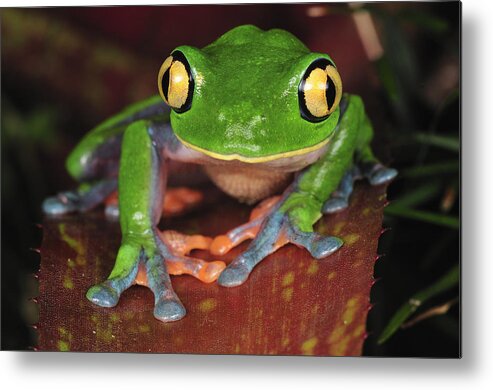 Feb0514 Metal Print featuring the photograph Blue-sided Leaf Frog Costa Rica by Thomas Marent