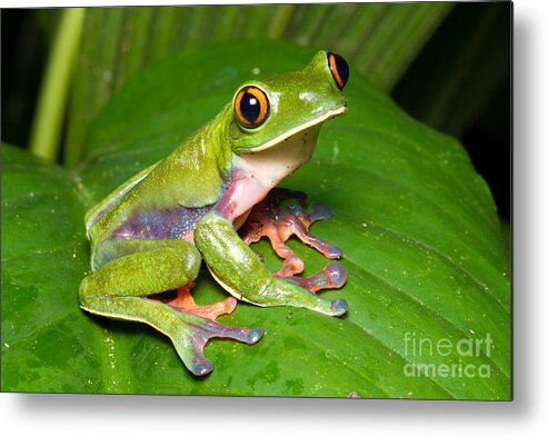 Blue-sided Tree Frog Metal Print featuring the photograph Blue-sided Tree Frog by BG Thomson