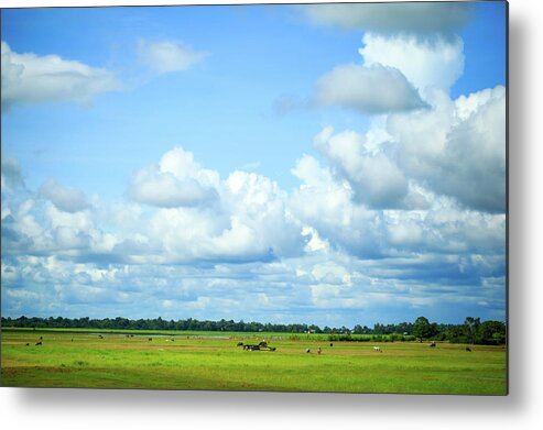 Tranquility Metal Print featuring the photograph Blue Sky And White Clouds And Grassland by Greenlin