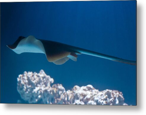 Underwater Metal Print featuring the photograph Blue spotted fantail ray by Eti Reid