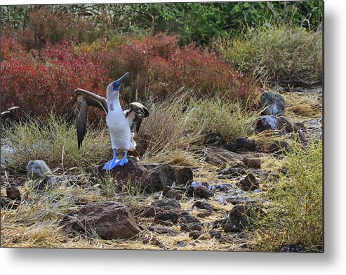  Galapagos Metal Print featuring the photograph Blue Suede Shoes by Gary Hall