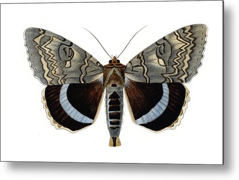 19th Century Metal Print featuring the photograph Blue Underwing Moth by Collection Abecasis