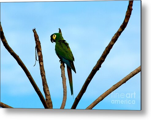 Blue-winged Macaw Metal Print featuring the photograph Blue-winged Macaw, Brazil by Gregory G. Dimijian, M.D.