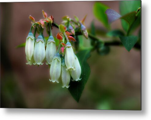 Blueberries Metal Print featuring the photograph Blueberries In The Morning by Michael Eingle