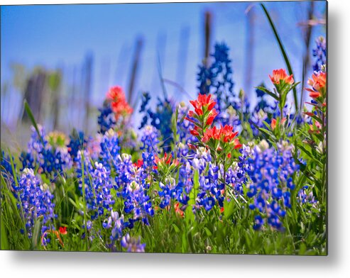 Texas Bluebonnets Metal Print featuring the photograph Bluebonnet Paintbrush Texas - Wildflowers landscape flowers fence by Jon Holiday