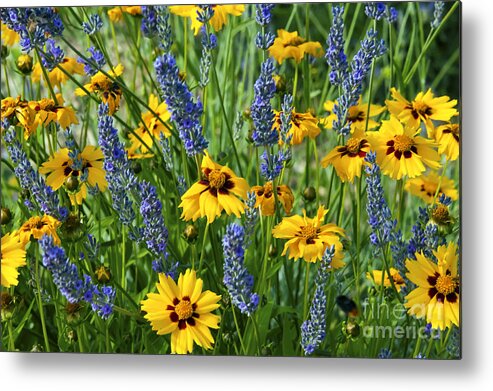 Blue Flower Metal Print featuring the photograph Blues and Yellows by Bob Phillips