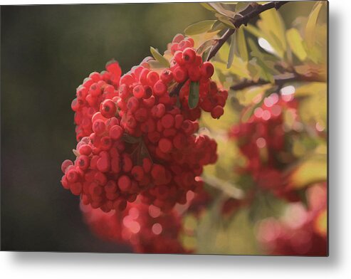 Interior Design Art Metal Print featuring the photograph Blushing Berries by Kandy Hurley