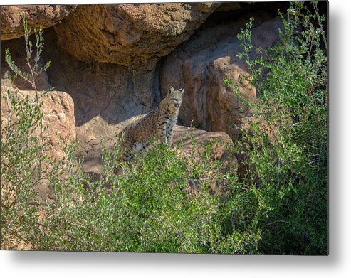 Bobcat Metal Print featuring the photograph Bobcat Point by Evelyn Harrison