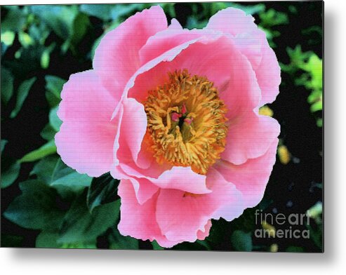 Peony Metal Print featuring the photograph Bodacious Peony by Barbara Dean