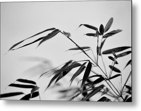 Bamboo Metal Print featuring the photograph Bokeh Bamboo by Nathan Abbott